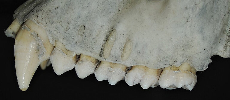 Gorrilla_teeth.jpg