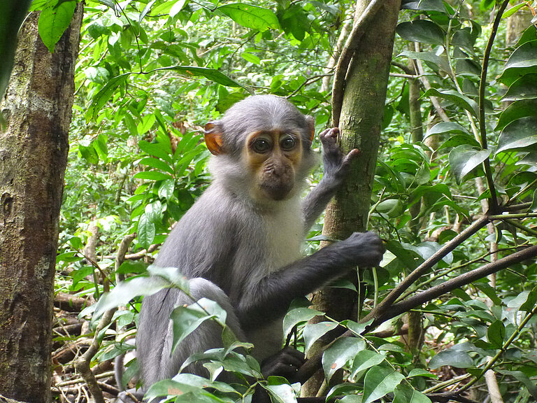 _c__-_Jan_Gogarten_-_Tai_Chimpanzee_Project_-_Mangabey_sitting.jpg
