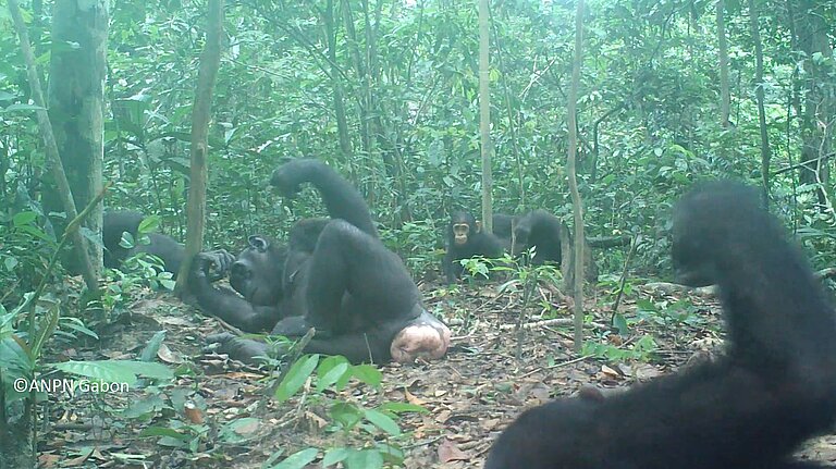 SubTWongaWongue_copyrightANPNGabon.jpg