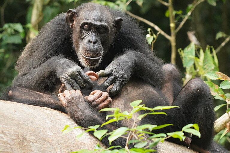 Sumatra_Solibra_smallerversion.jpeg