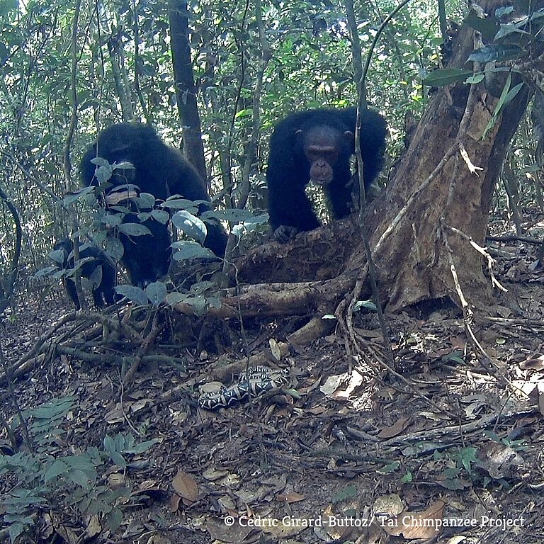 Chimp_around_sanke_square_with_copyright.jpg