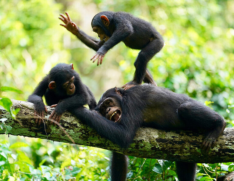Cooperative-Cultures.jpg