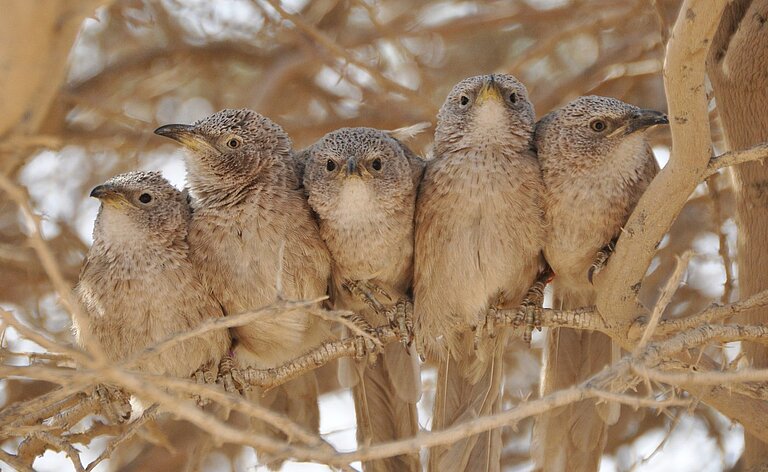 ArabianBabblers.jpg