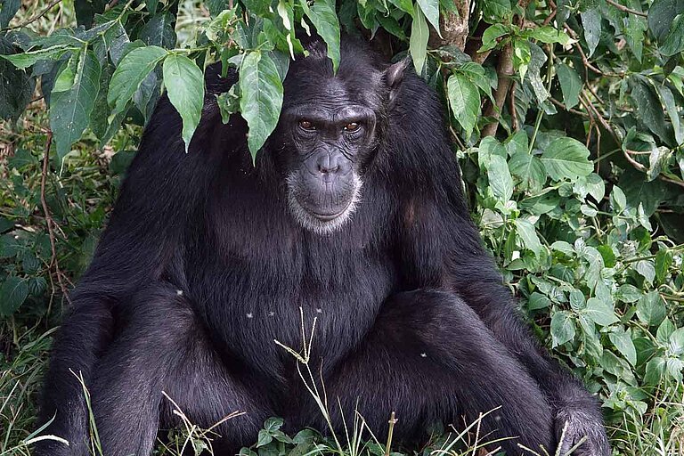 chimp_pixabay.jpg