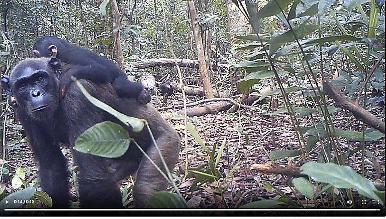 chimpandseechimp.jpg