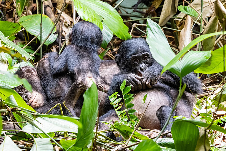 Bonobos.jpg