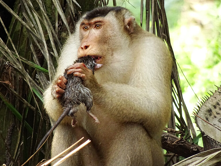 Makake_Image-1_web.jpg