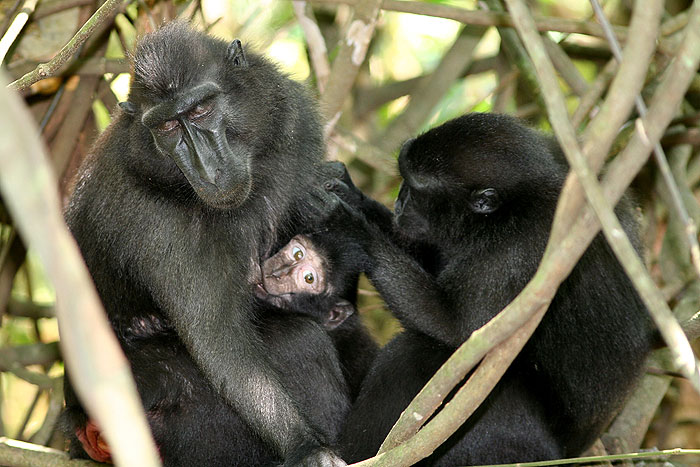 Grooming grooming.jpg
