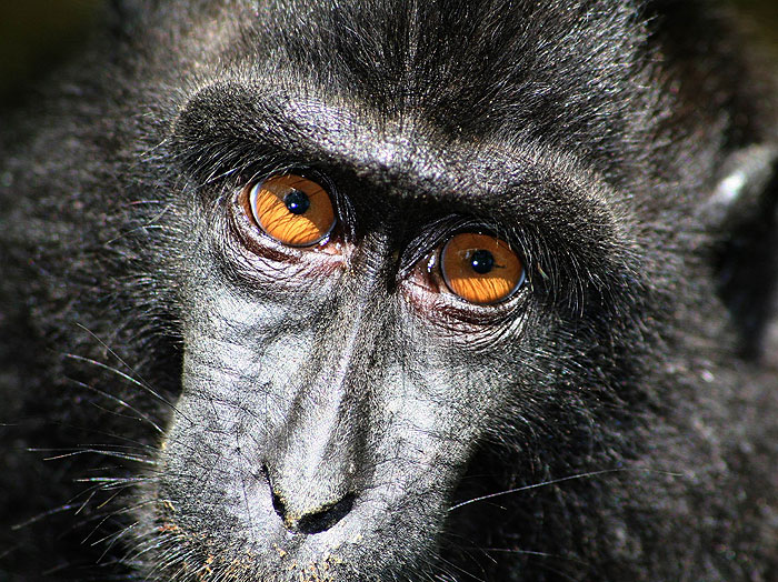 Macara nigra macaca-nigra.jpg