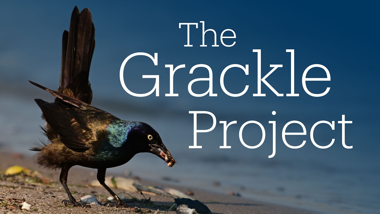 Why Grackles Are Evolution’s Smartest Urban Survivors | The Grackle Project