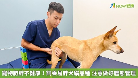 寵物肥胖不健康！飼養易胖犬貓品種 注意做好體態管理