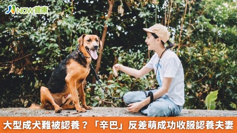 大型成犬難被認養？ 「辛巴」反差萌成功收服認養夫妻