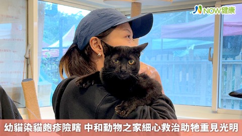 幼貓染貓皰疹險瞎 中和動物之家細心救治助牠重見光明