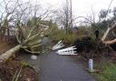 Many trees were uprooted in the recent storm