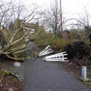 Many trees were uprooted in the recent storm