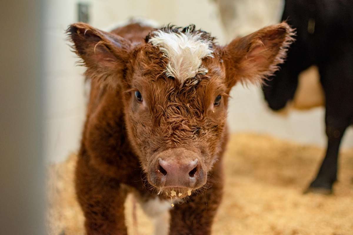 Close up of an adorable calf in the vet med clinic