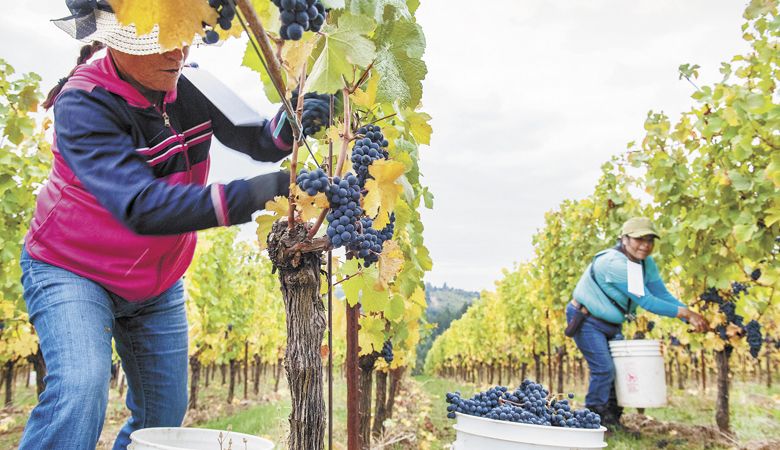 Workers fill buckets with freshly picked wine grapes during Fairsing Vineyard’s 2018 harvest in the Yamhill-Carlton AVA.  ##Photo by Andrea Johnson