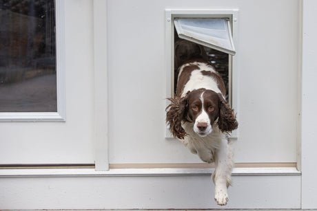 A brown and white spaniel-type dog with floppy ears looks directly at the camera through an Endura Flap dog door for thick walls installed in a white wall, the dog's front paws visible at the bottom of the white-framed opening above a tan threshold.