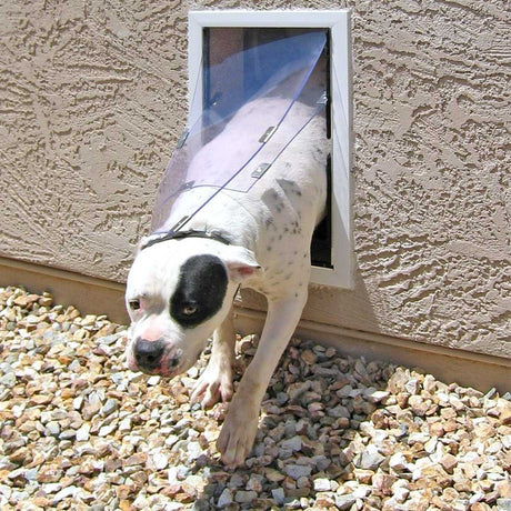 Hale Dog Doors for Thick Walls With Extra Long Tunnel, tan, small medium flap, double flap, exterior lifestyle photo of a medium white dog with a large black patch around its left eye stepping out through a wall mounted pet door in a tan textured stucco wall.