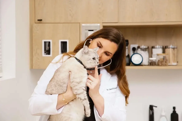 Dr. Jamie examines Bao Bao the cat.