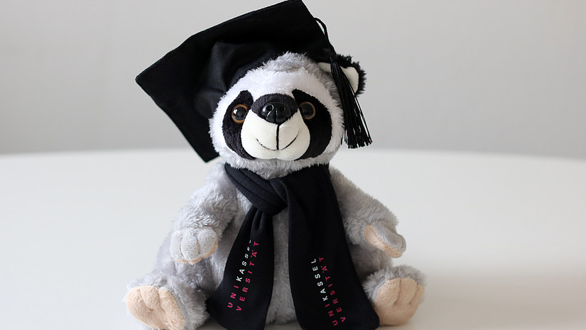 Photo of the diploma raccoon - cuddly toy