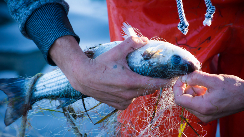 fisherman cleaning the fishnet from the fish at sunrise 