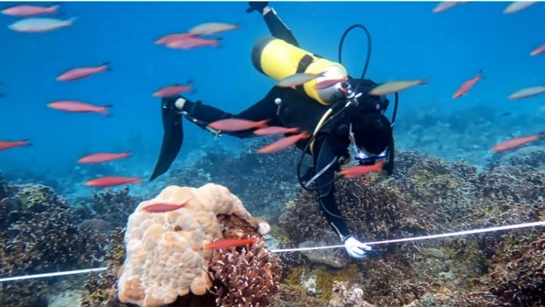 diver in the ocean surrounded by fish, corals