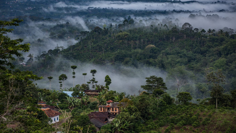 Indonesia-forest-feature.png