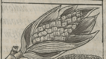 Cintli Maize Plant