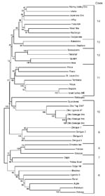 Thumbnail of Phylogenetic tree constructed from nucleic acid data from flavivirus nonstructural protein 5 region by the neighbor-joining algorithm in MEGA (www.megasoftware.net). Numbers to the left of the nodes are bootstrap percentages (2,000 replications) for clades. Clade numbers correspond to clades identified by Kuno et al. (16). Enc, encephalitis; ME, meningoencephalitis.