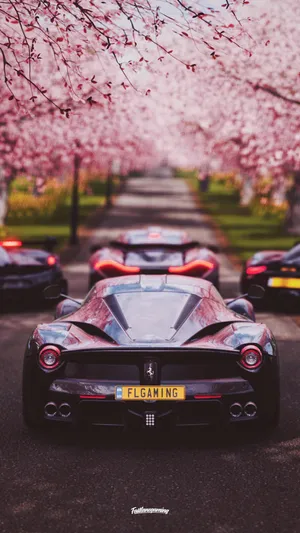Forza Cherry Blossoms iPhone
