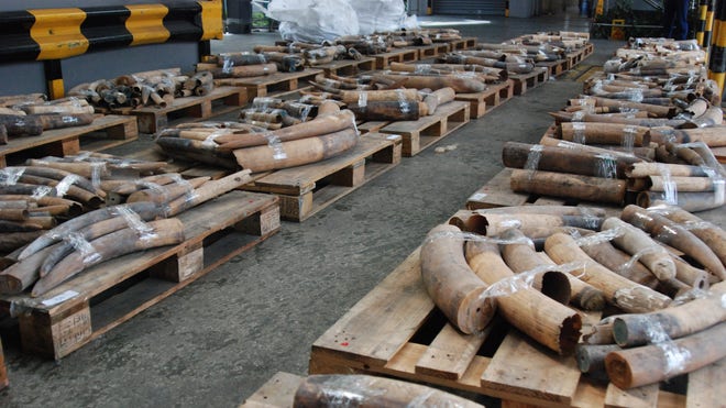  Ivory tusks are displayed after being confiscated by Customs in Hong Kong Friday. Customs officials said Friday they had made Hong Kong