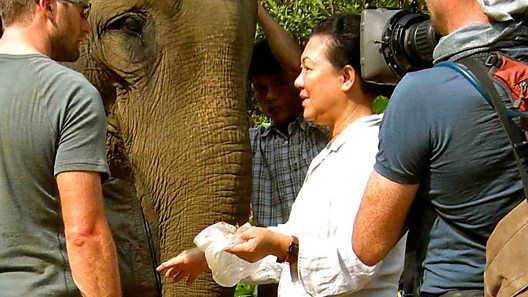 Khyne U Mar is affectionately known as "The Elephant Lady of Burma". As a trained vet, Khyne has spent years studying captive working elephants within Myanmar (Burma) and throughout Southeast Asia.