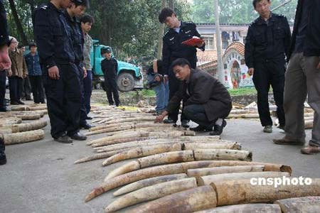 Forest police of Guangxi Zhuang Autonomous Region captured over 790 kilograms ivory worth 36 million yuan, March 19, 2008