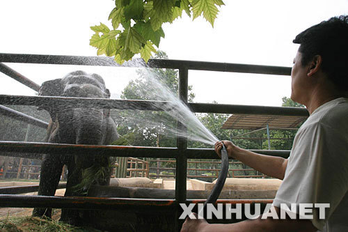 An elephant gets a cold shower at the Jinan Zoo in Jinan, Shandong Province on Sunday, June 22, 2008. The zoo tried to keep its animals cool as the temperature hit 37.2 degrees Celsius (98.9 degrees Fahrenheit).