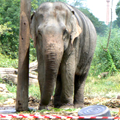 Domesticated elephants had been used to lug timber in Thailand until the country banned logging. Now a philanthropist has created a new home for the pachyderms that