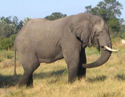 An African elephant