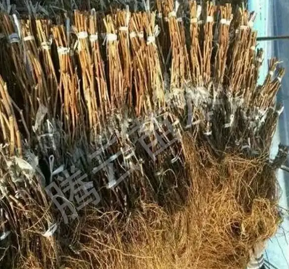 巨峰葡萄苗