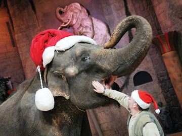 Robert Crawford, the elephant manager and trainer at the Bowmanville Zoo, posed for pictures with Limba the elephant in the Animatheatre at the zoo. Limba has been invited to participate in the Bowmanville Santa Claus Parade November 16.