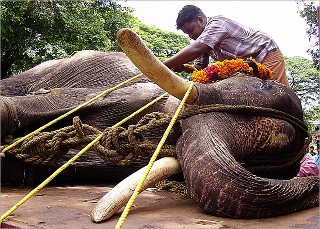 A dead elephant being shifted for cremation. 