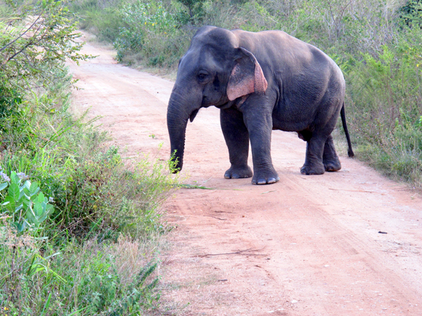 Dwarf adult Asian elephant (Elephas maximus).