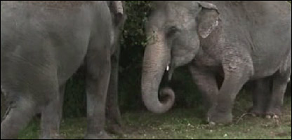 Elephants during the gardening experiment