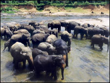 There are nearly 4,000 wild elephants in Sri Lanka