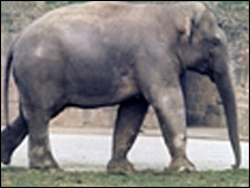 The elephants were from the Sydney Circus