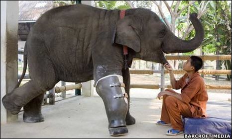 Mosha appears to be thriving with her prosthetic limb