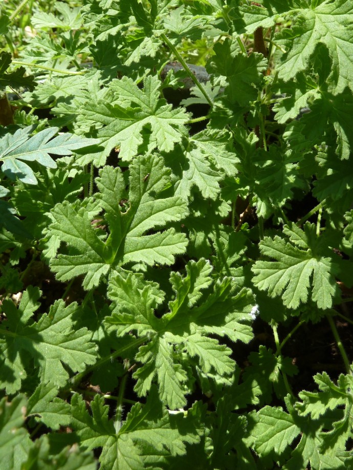 Rose scented geranium 1