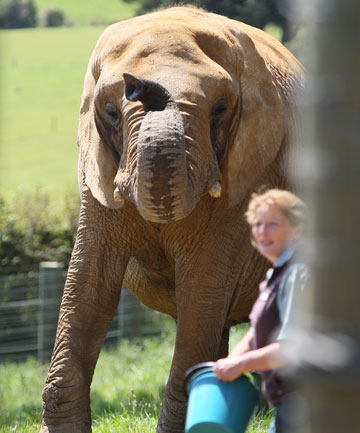 TRAGIC END: Keeper Helen Schofield was crushed to death by Mila the elephant.