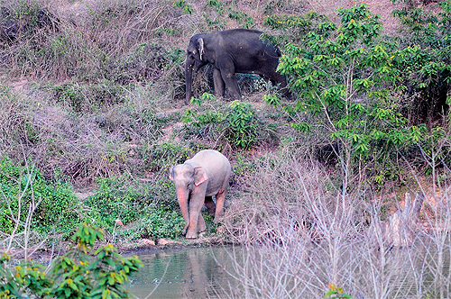 Park officials suspect that this elephant, photographed on April 10, might be a rare white elephant. There is also speculation that it could be the calf of an elephant found butchered in Kaeng Krachan in early March. Park officials are concerned that a w