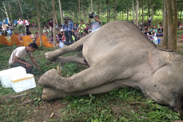 A wild female elephant is thought to have been electrocuted on an orchard near Tai Rom Yen National Park in Kanchanadit district.