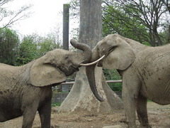 Cleveland elephants Moshi and Martika pal around at the Columbus Zoo, their home for the next year and a half.